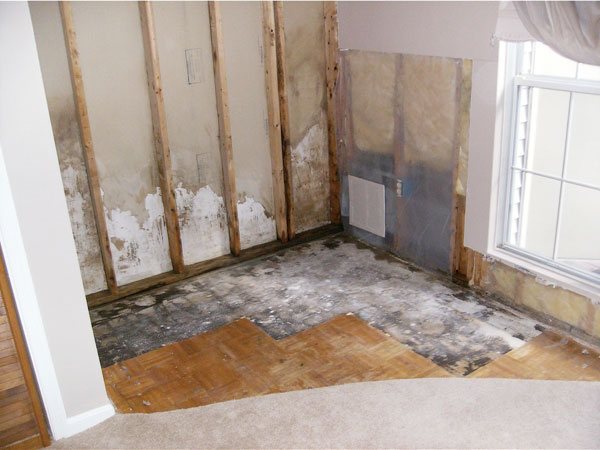 Basement mold